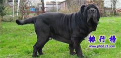 世界十大最凶名犬：斗牛梗排名第4，藏獒第2